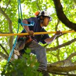 kingwood-tree-trimming-services