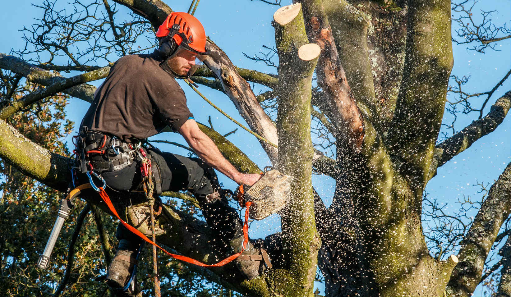 professional-tree-service